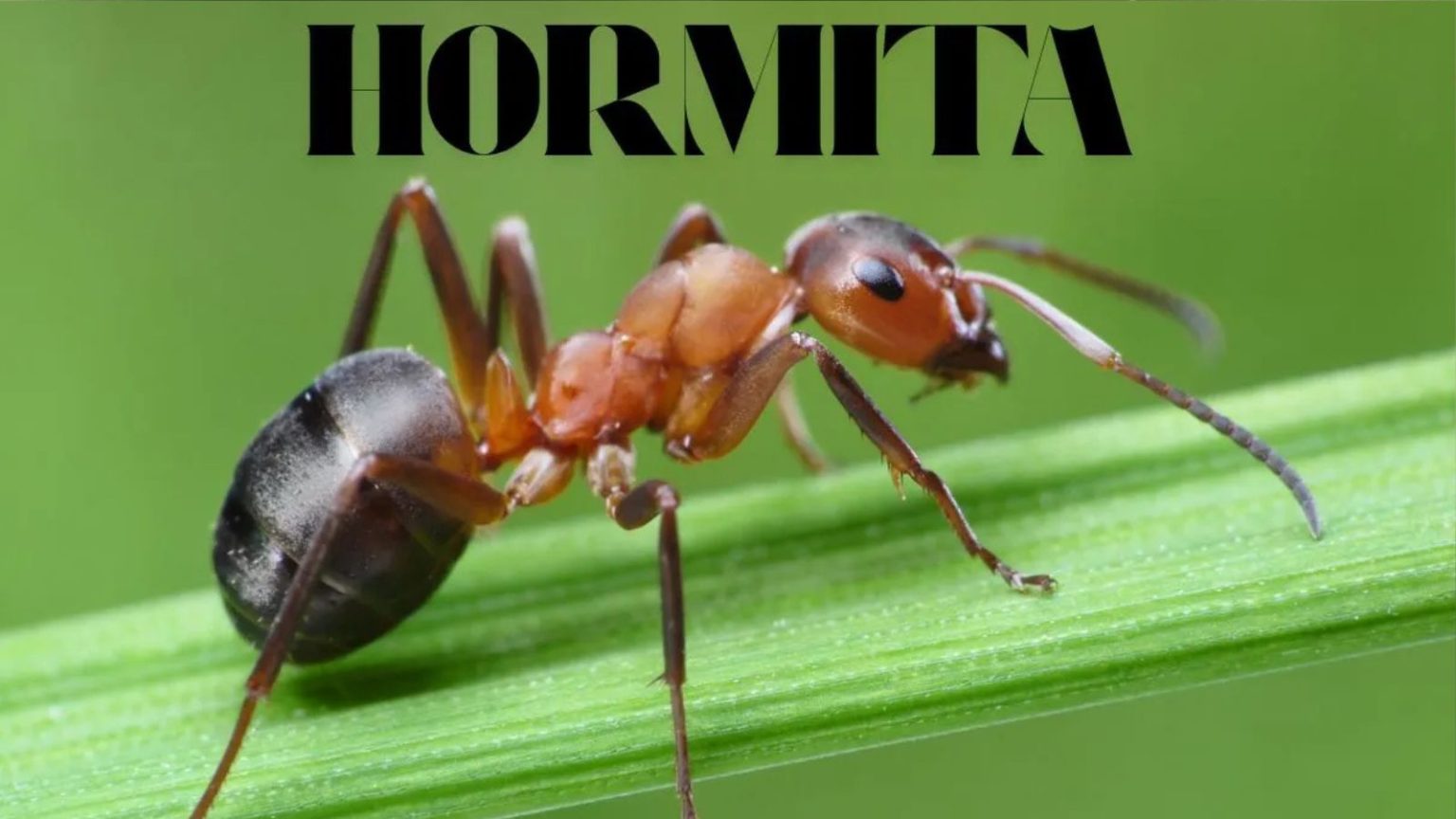 Hormita