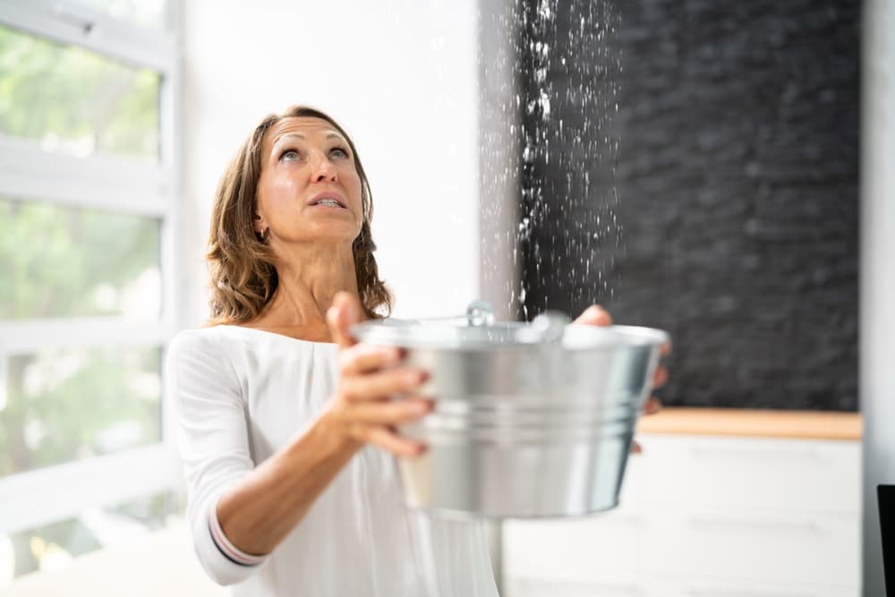 The Complete Guide to Mold Management in Your Home