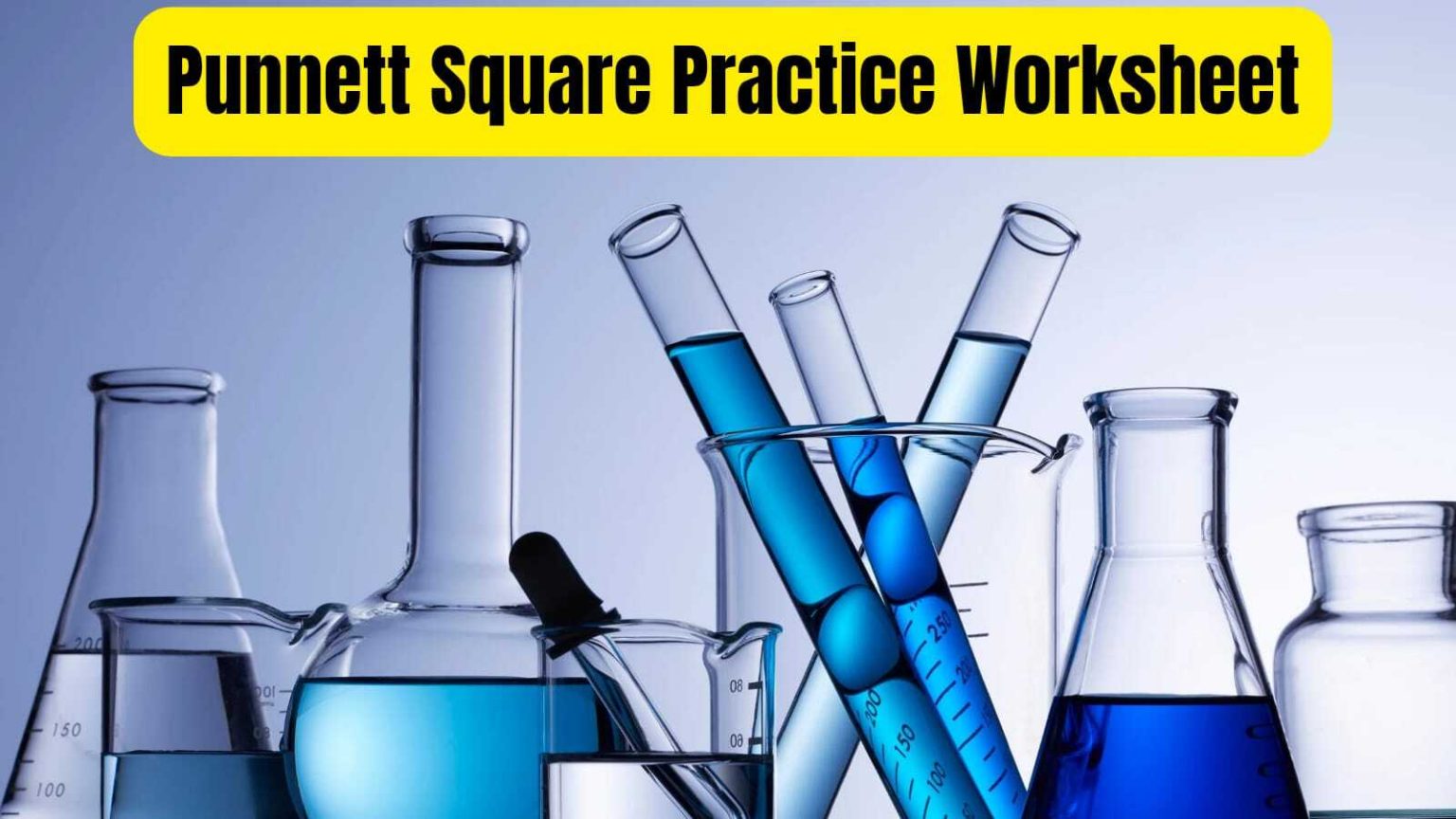 Punnett Square Practice Worksheet