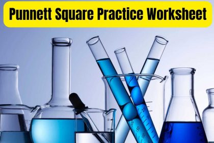 Punnett Square Practice Worksheet